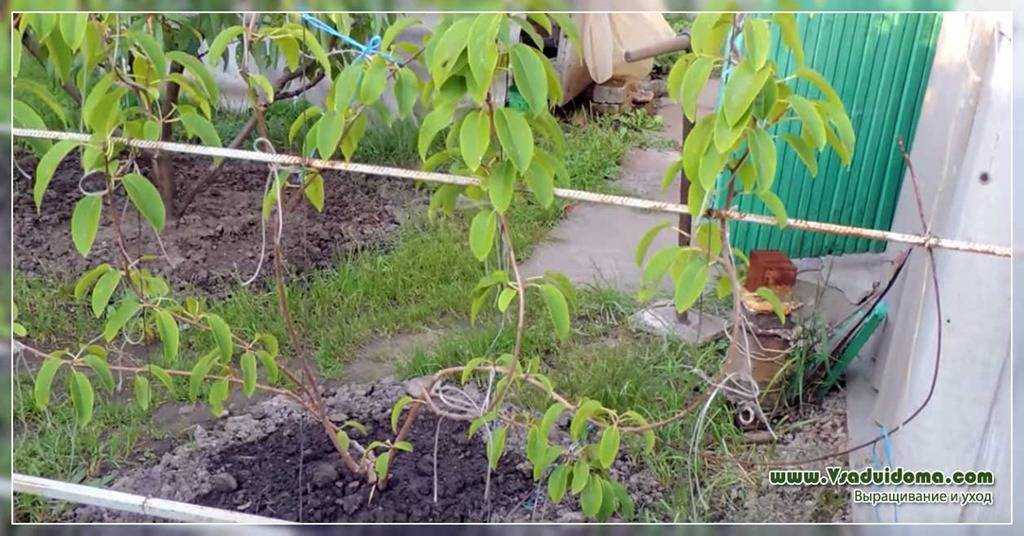 Актинидия коломикта: посадка кустарника и уход