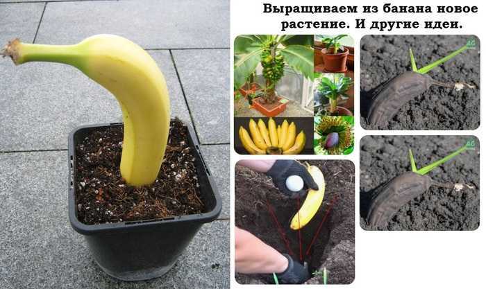 Комнатный банан — как вырастить тропическое чудо. уход в домашних условиях. фото — ботаничка