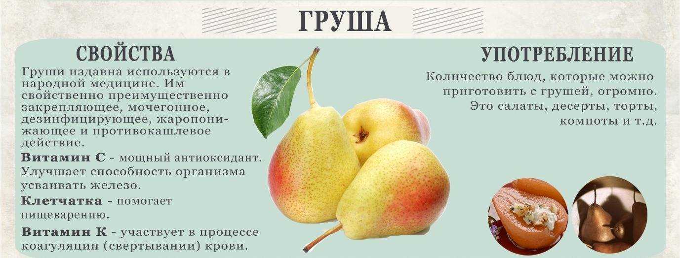 Дикая груша (дичка) лечебные свойства противопоказания