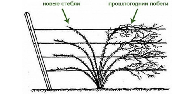 Ежевика бесшипная уход осенью подготовка к зиме - дачныйуголок