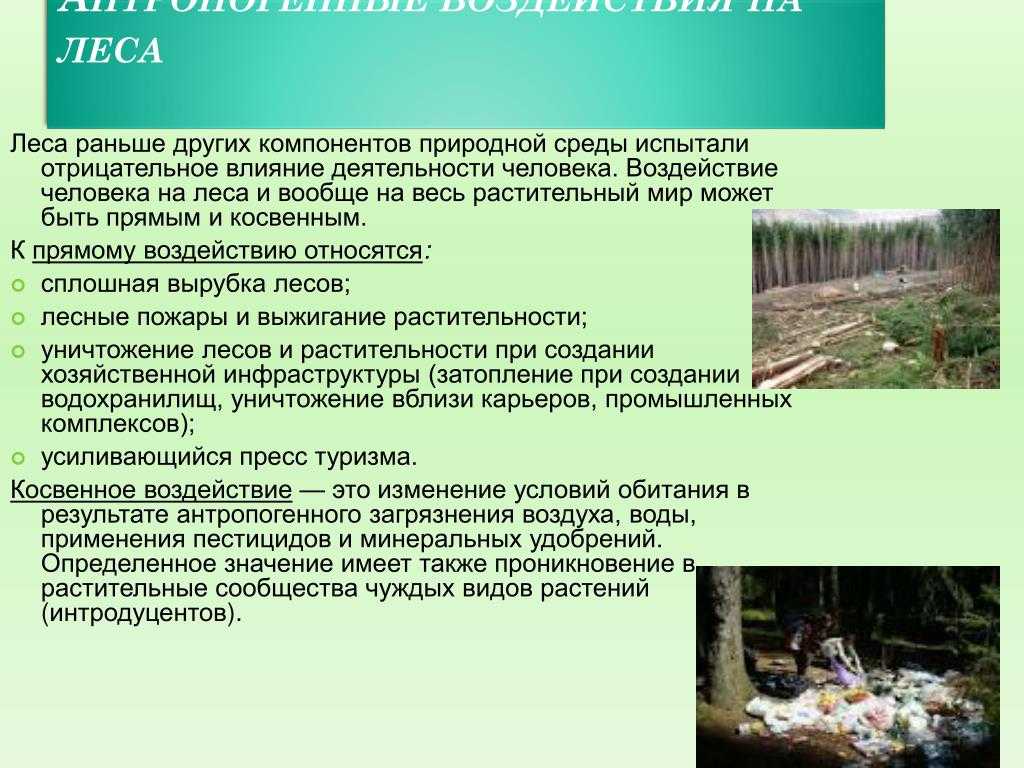 Дерновая земля — что это такое, где взять, заготовка и применение. что это такое дерновая земля: виды земельных смесей