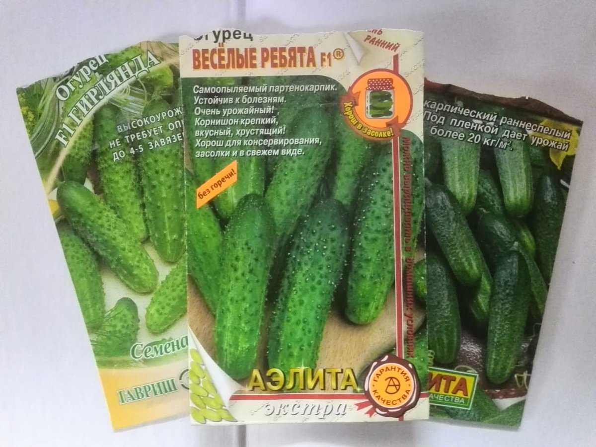 Огурдыня — мой личный рейтинг сортов