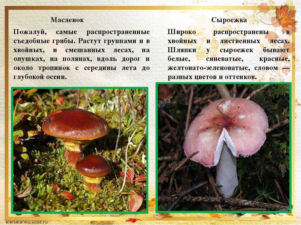 Съедобные и несъедобные грибы: названия, описание, фото