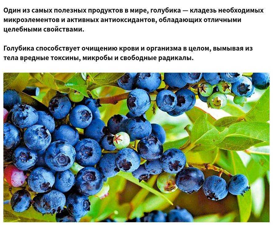 Почему не цветут яблони и не плодоносят