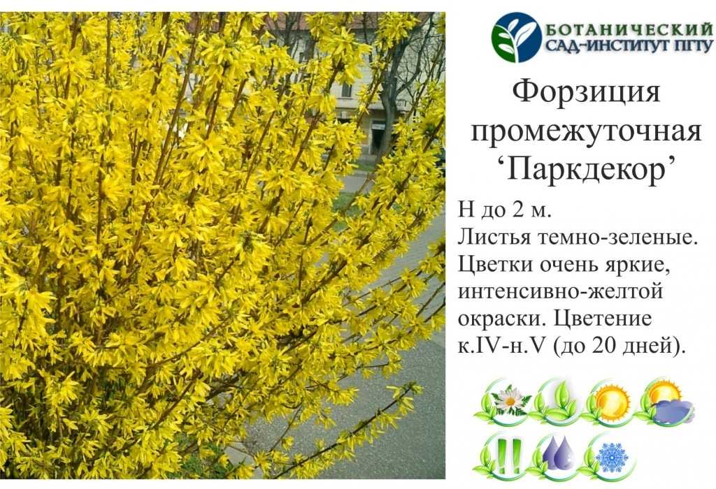 Как правильно ухаживать за форзицией в течение всего сезона