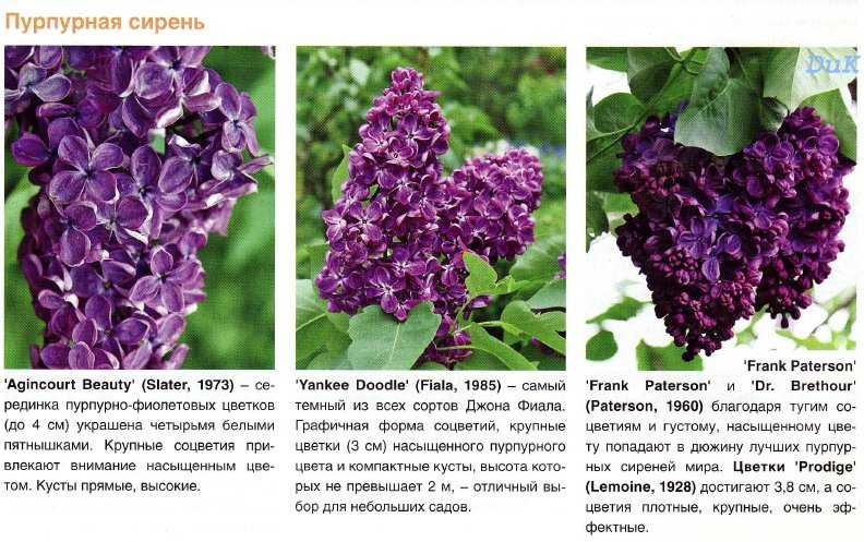 Сирень – описание, виды, сорта, посадка, уход, свойства, фото