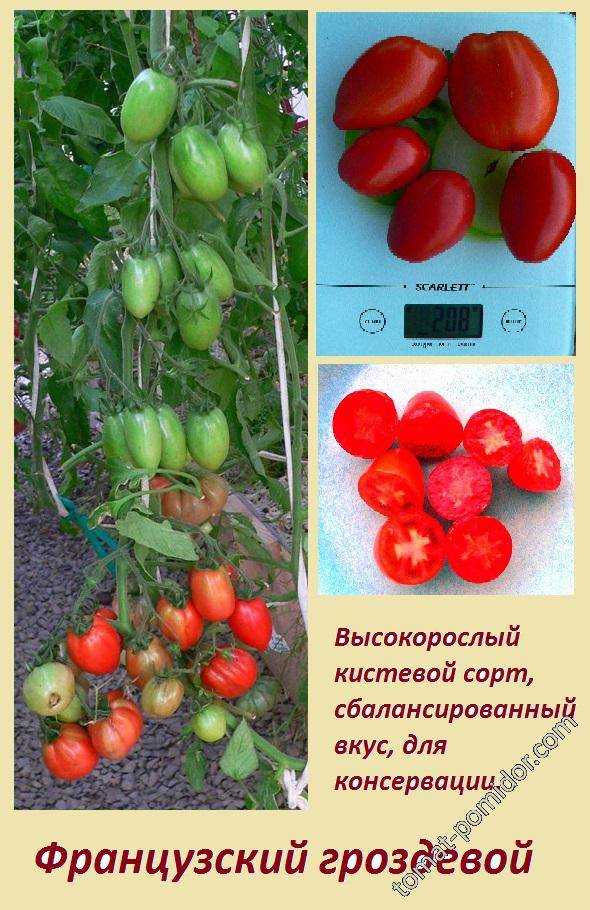 Томат французский гроздевой