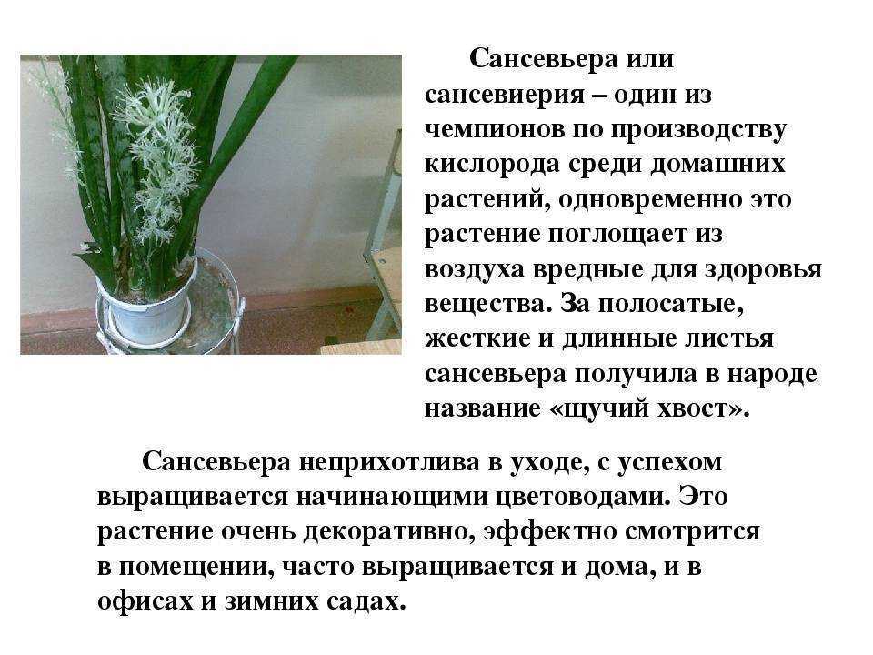 Сансевиерия фото, тещин язык цветок или щучий хвост уход в домашних условиях
