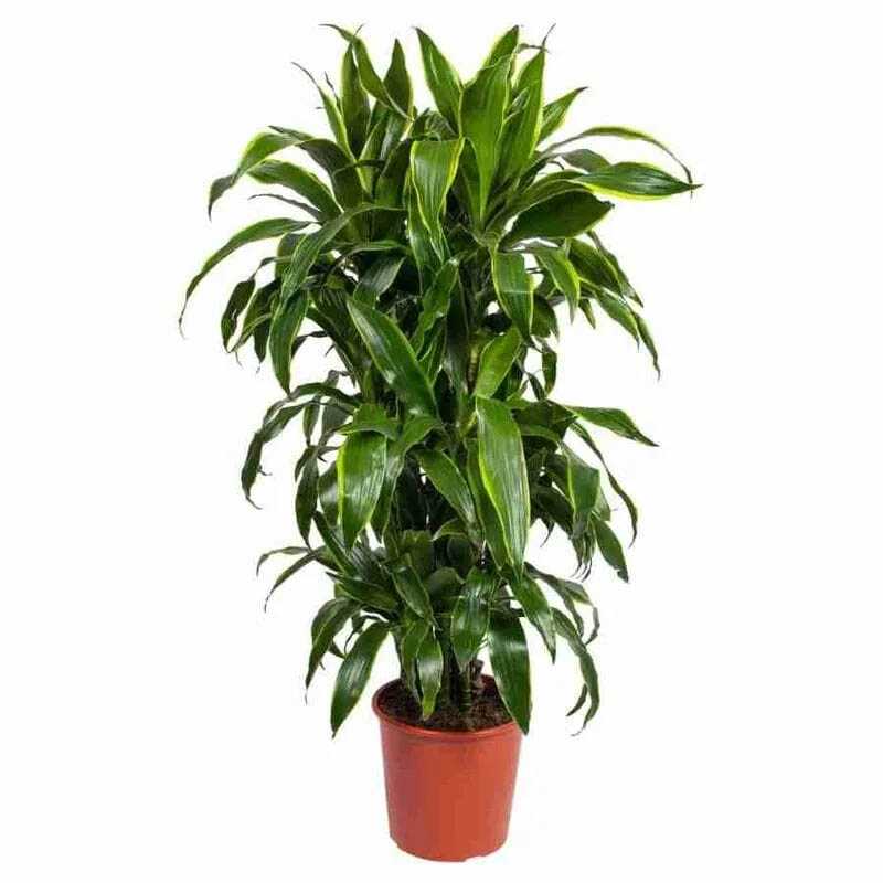 How to repot dracaena lemon lime | joy us garden