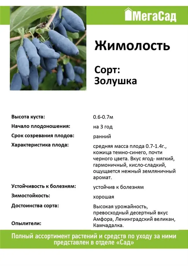 Жимолость золушка, у кого есть? как она вам? я же тоже посадила.: дневник пользователя жилюева