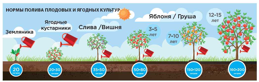 4 самые частые ошибки при посадке плодовых деревьев