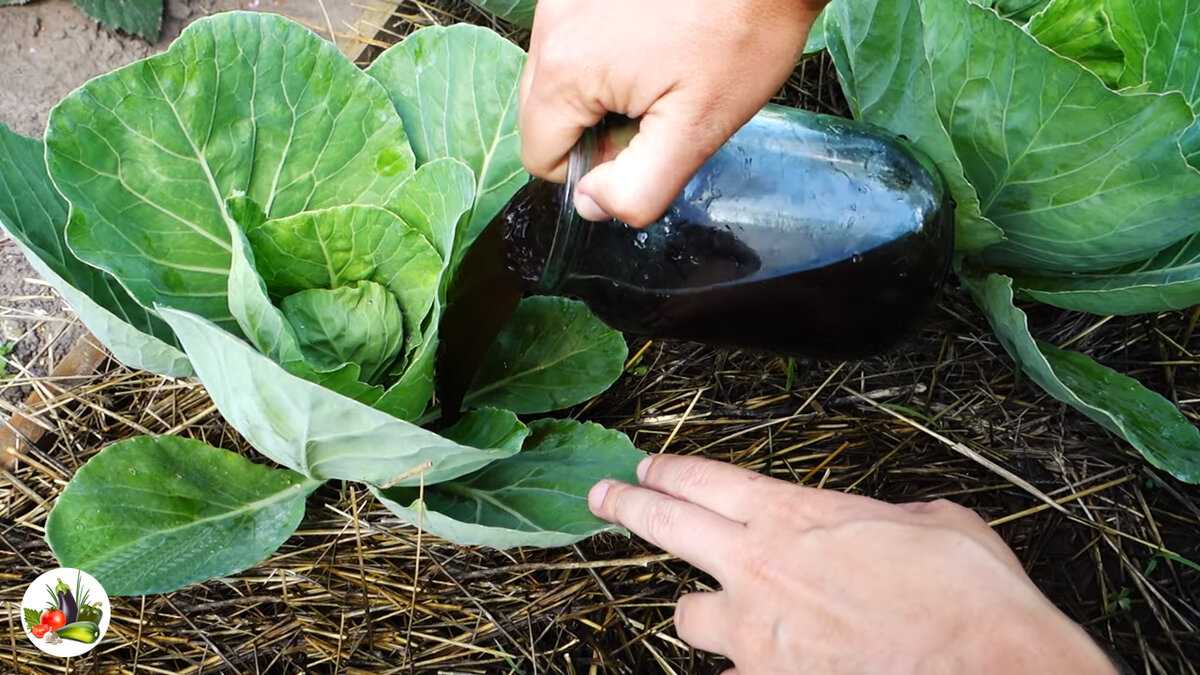 Как часто нужно поливать капусту в открытом грунте, сколько раз и какой водой