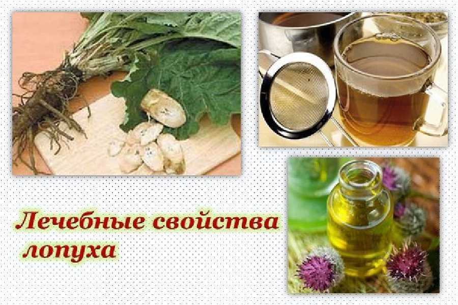 Лопух большой – применение растения в народной  медицине. описание полезный свойств для организма человека. противопоказания.