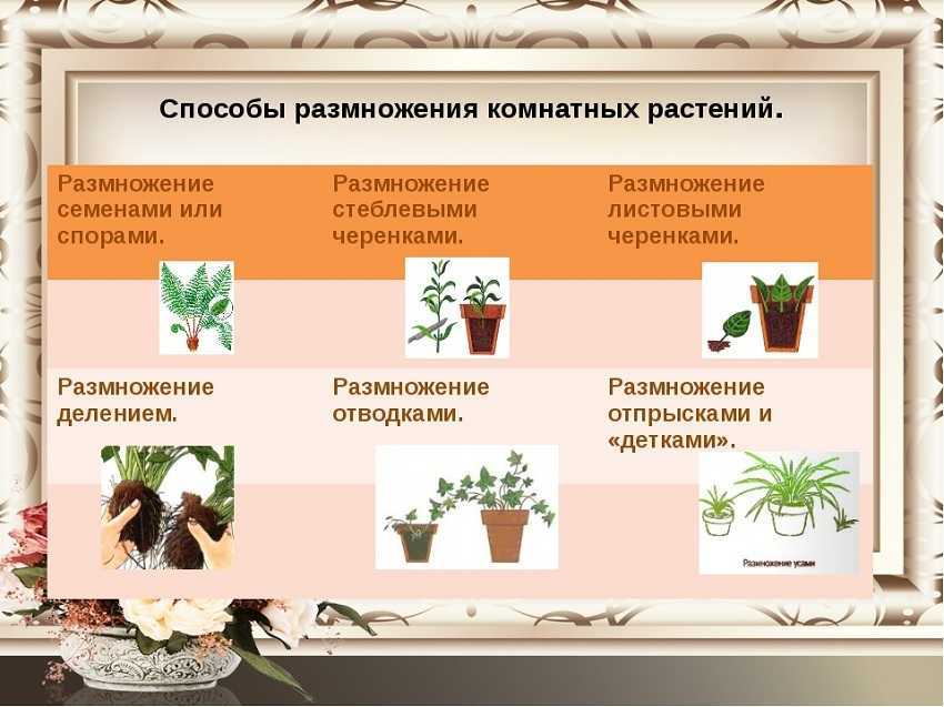 Способы размножения растений: вегетативное размножение растений и семенами