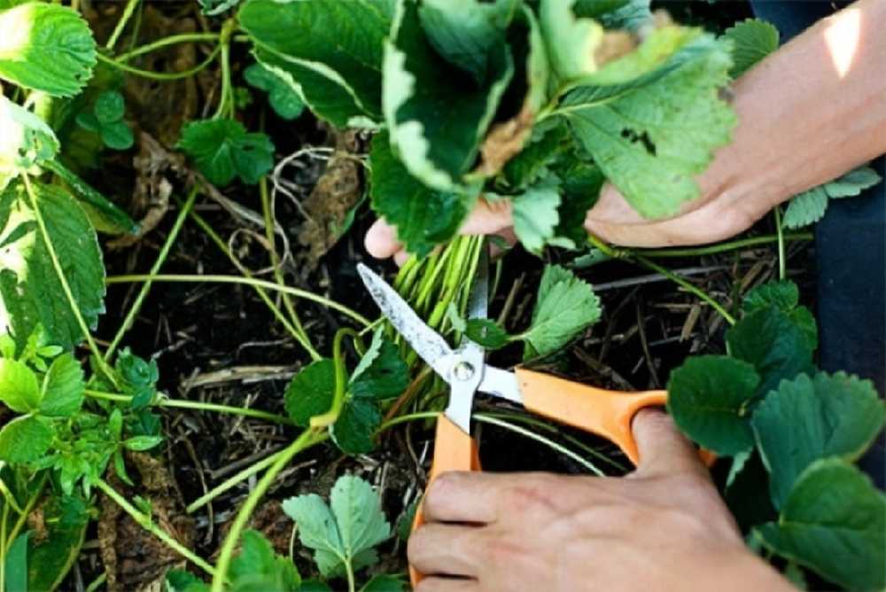 Уход за клубникой ранней весной и летом, подкормки народными средствами