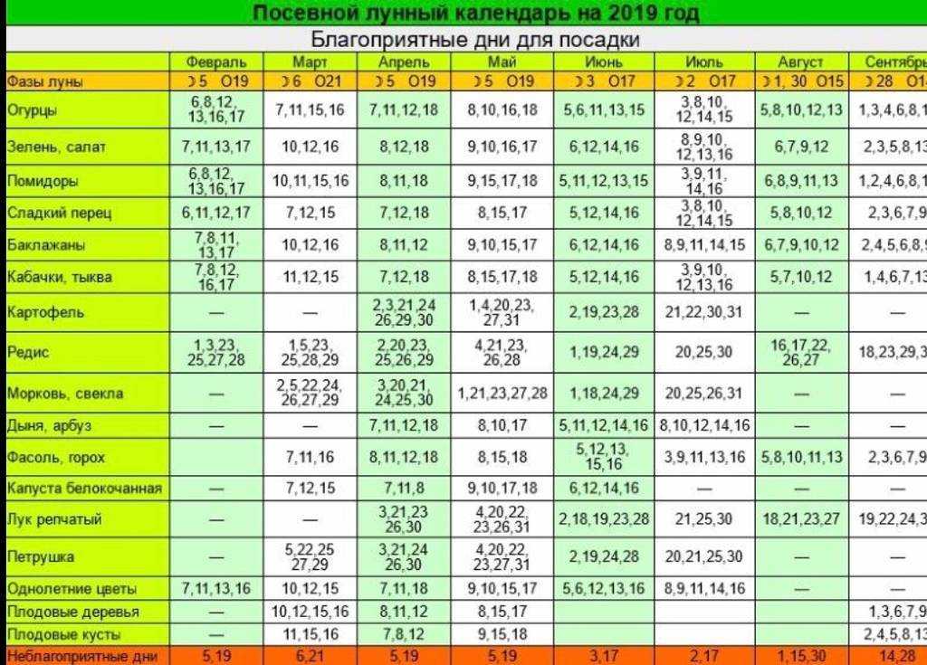 Помидоры в теплице: посадка и уход и советы как правильно высаживать и на каком расстоянии сажать помидоры в теплице