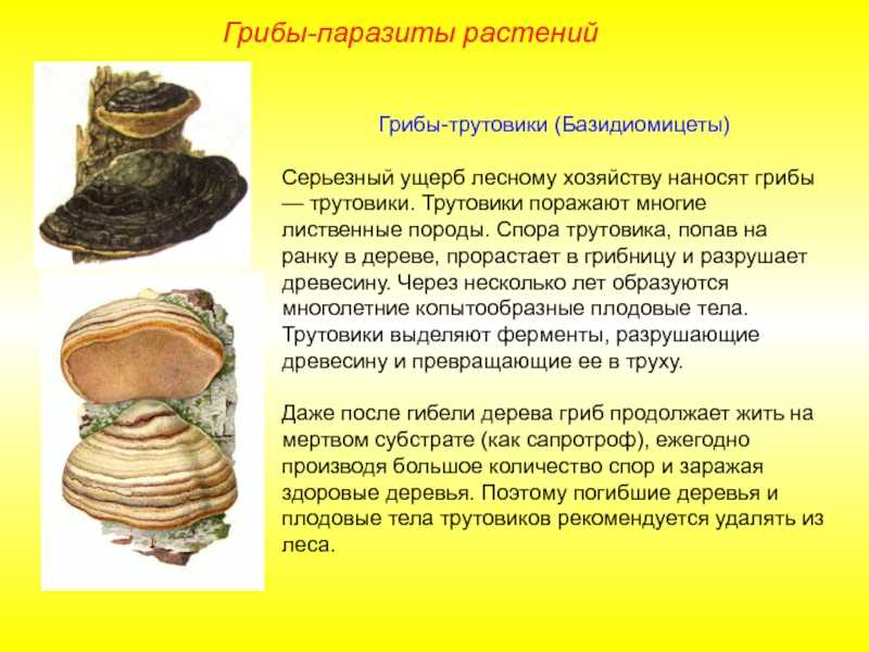 Грибы-паразиты на деревьях — профилактика и меры борьбы. трутовики. фото — ботаничка