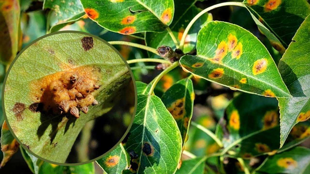 Как бороться с ржавчиной на плодовых деревьях: 4 основные направления действий