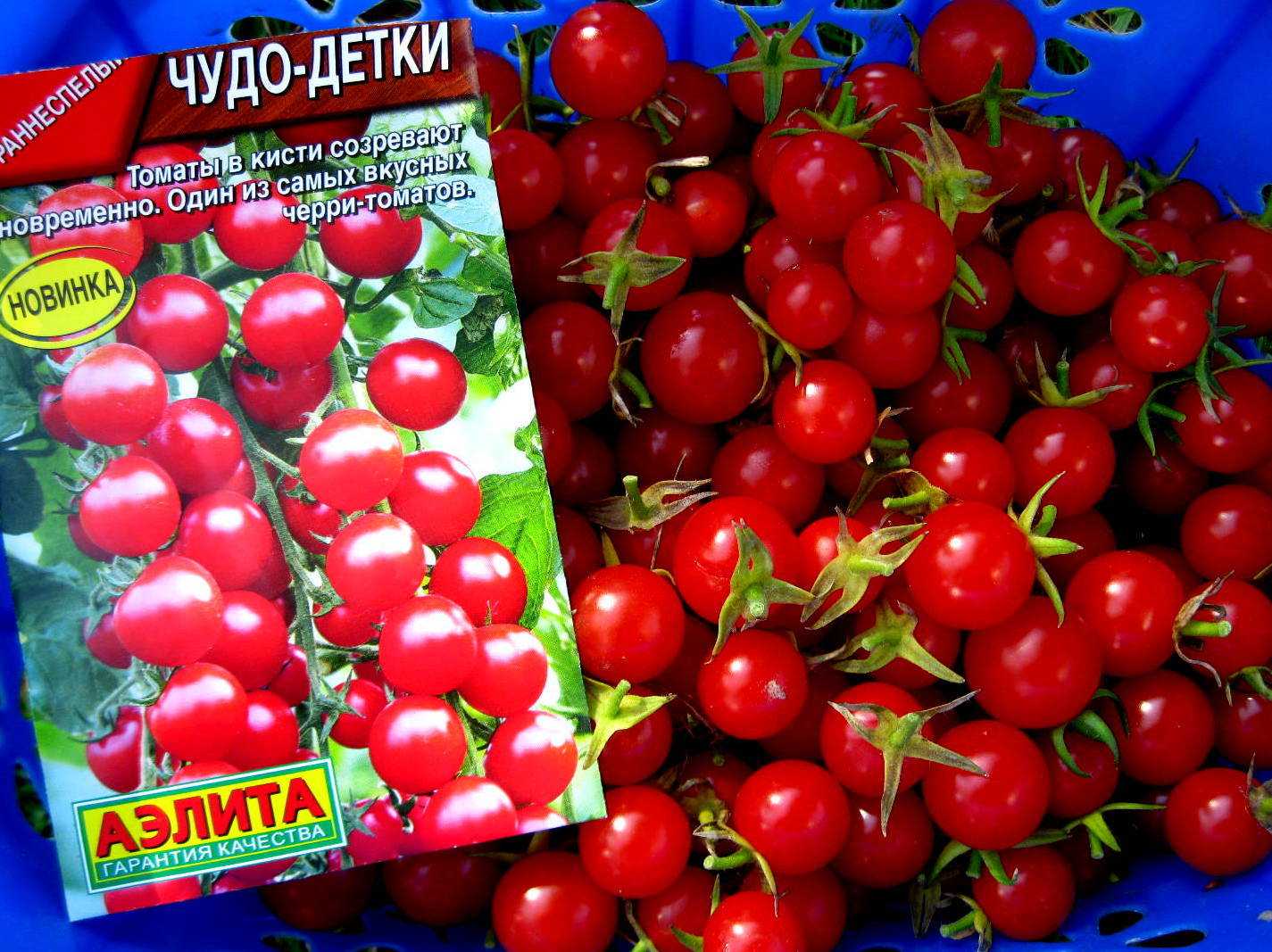 Томат чудо лентяя: характеристика и описание детерминантного сорта с фото