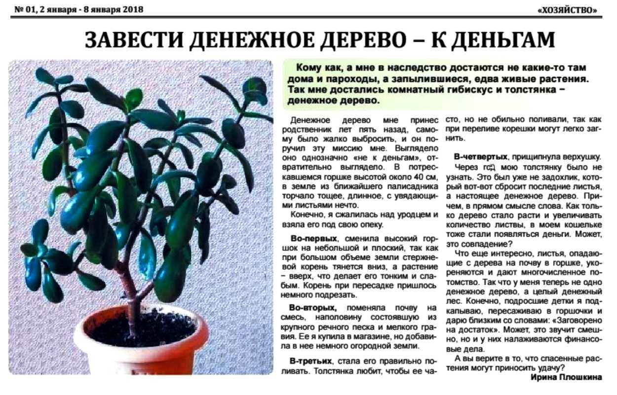 Почему у толстянки опустились листья. почему опадают листья у денежного дерева