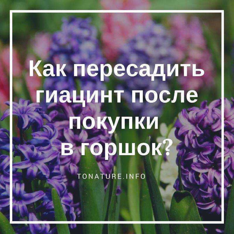 Неодноразовый: счастливым владельцам гиацинта. 3 прелести цветка и как сохранить после цветения