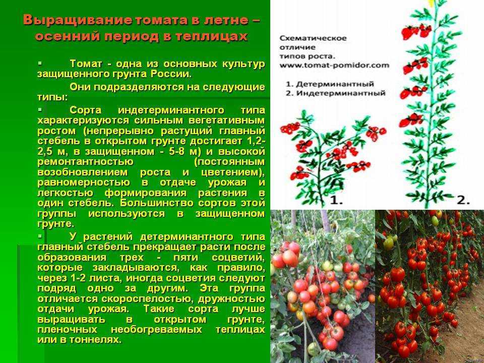 Детерминантный сорт помидор, что это такое и его отличие от индетерминантных томатов