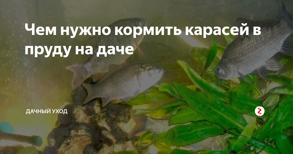 Разведение рыбы в пруду как бизнес