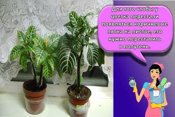 Афеландра уход в домашних условиях: 7 важнейших правил, размножение, фото сортов