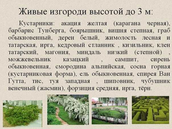 Подбираем эффектные кустарники для создания живой изгороди