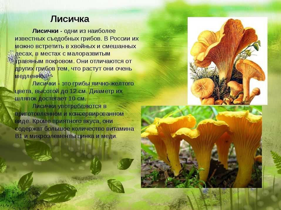 Лисички, их описание, несъедобный двойник и блюда из лисичек
