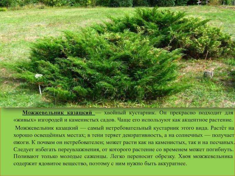 Можжевельник казацкий: посадка и уход за вечнозеленым кустарником
