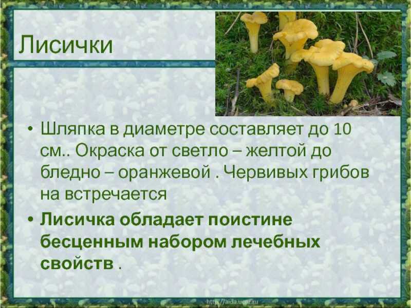 Лисички – основные съедобные и несъедобные виды, полезные свойства и советы по хранению + фото