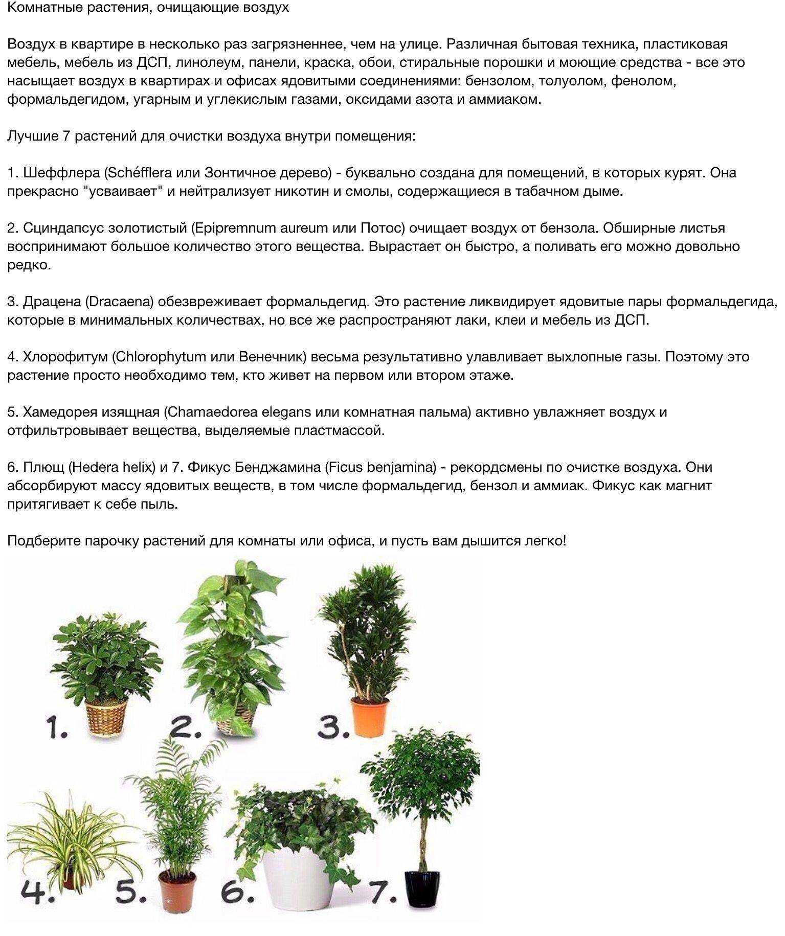 Какие есть комнатные растения, очищающие воздух?