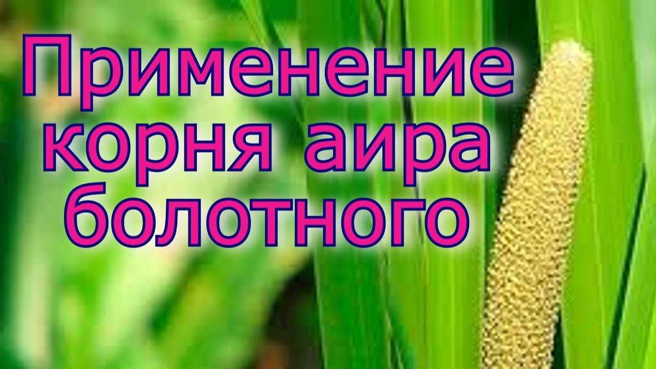 Аир болотный: фото, описание, лечебные свойства, противопоказания и применение в медецине