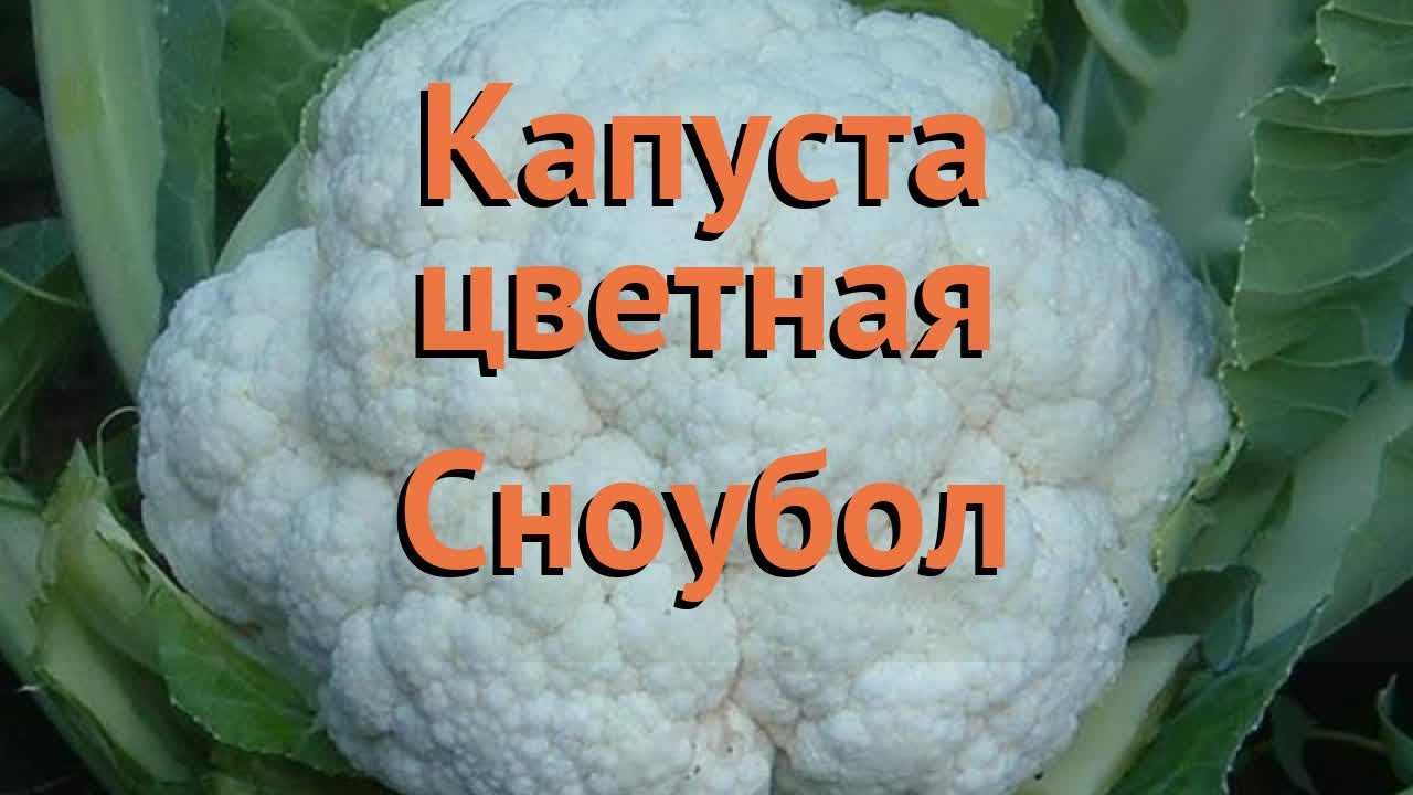 Лучшие и самые продуктивные сорта цветной капусты для открытого грунта