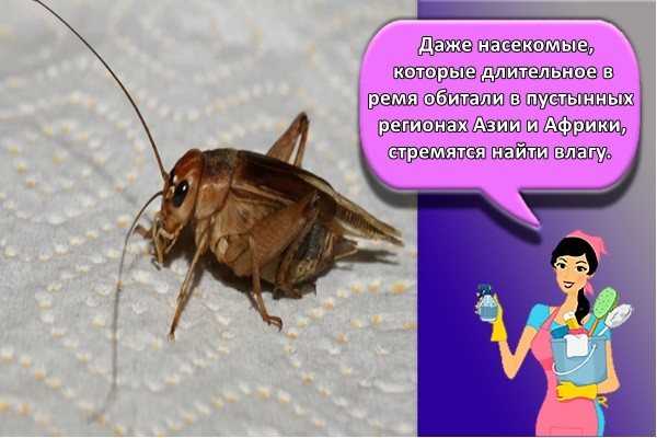 Домовые сверчки — почему вредны и как от них избавиться? методы профилактики и борьбы. фото — ботаничка