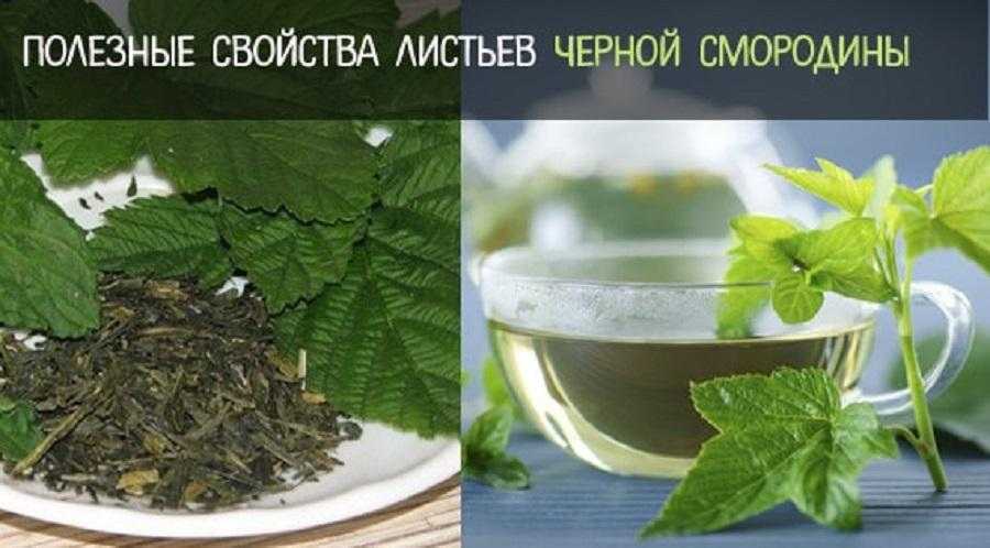 Листья черной смородины: польза лета для поддержания иммунитета