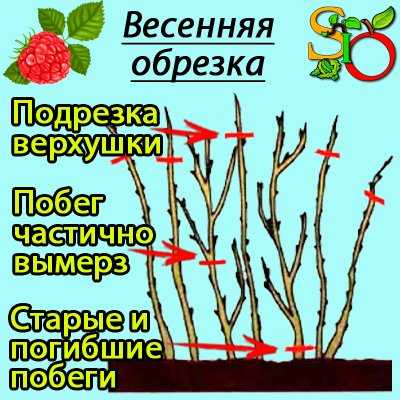 Обрезка малины осенью: схемы для начинающих и сроки