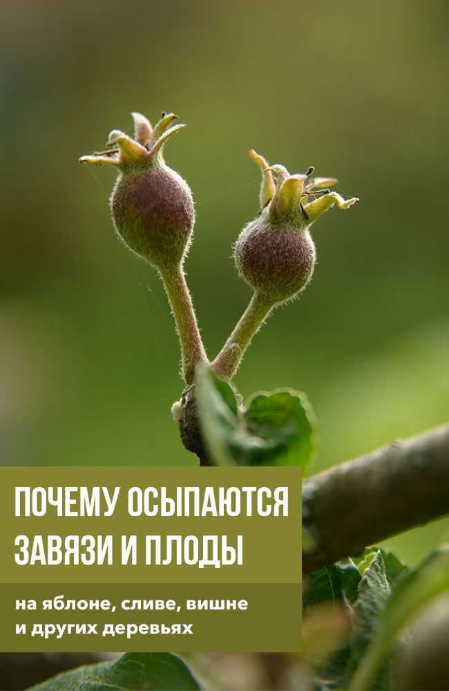 Если яблони не растут, что делать? исследуем причины, почему плохо растут яблони