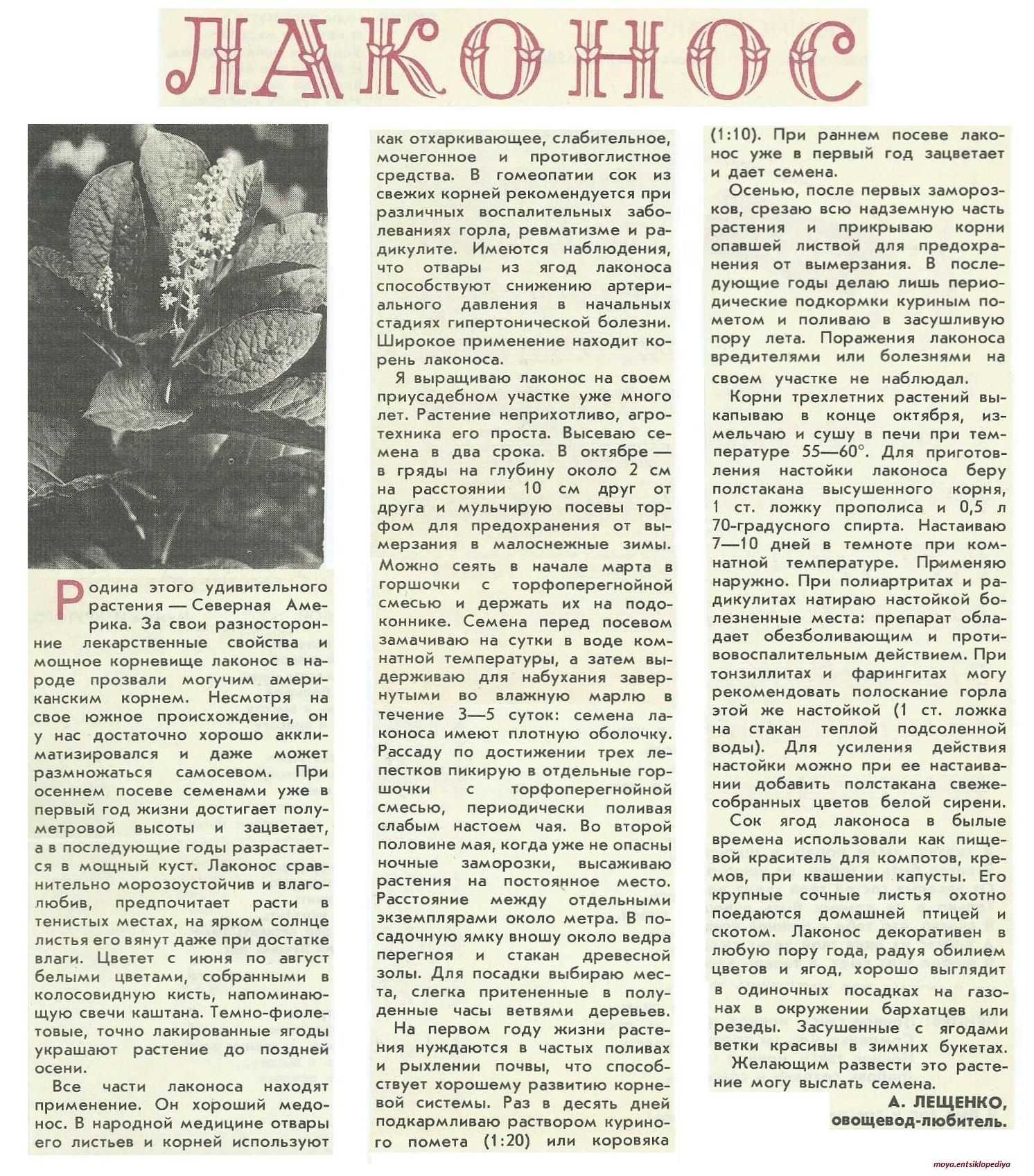 Эффектные плоды лаконоса / асиенда.ру