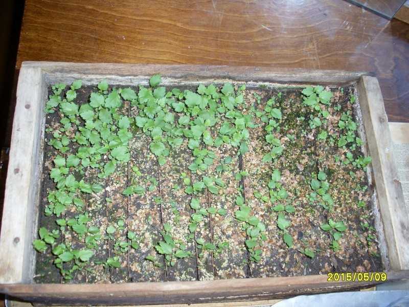 Ольха черная, или ольха клейкая — alnus glutinosa | russianpermaculture.ru