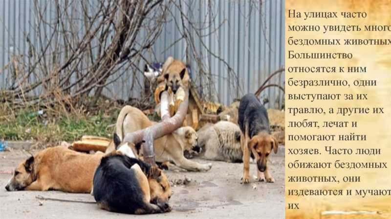 Как приучить собаку к цепи
