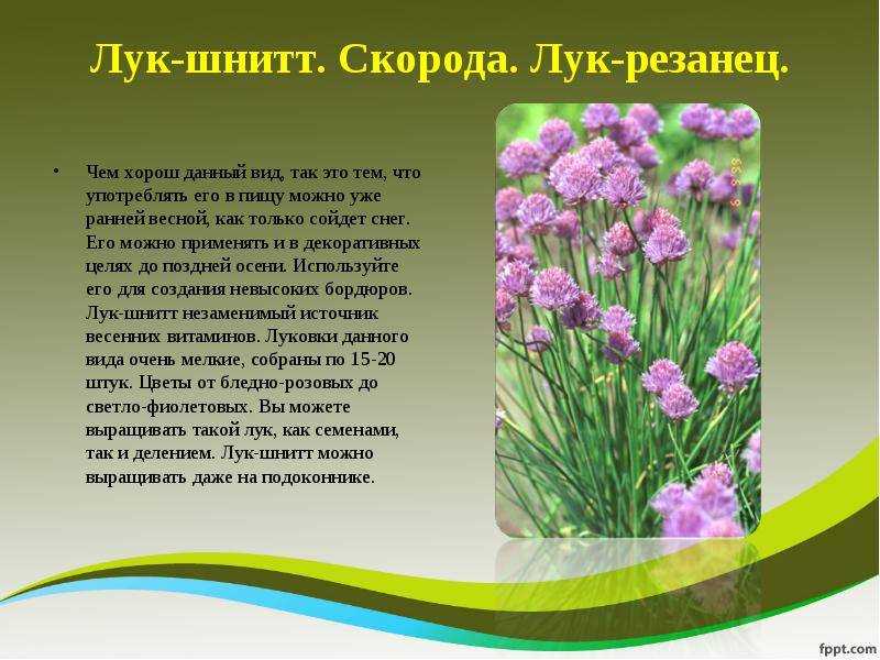 Шнитт-лук (резанец): польза и вред, применение, особенности, советы
