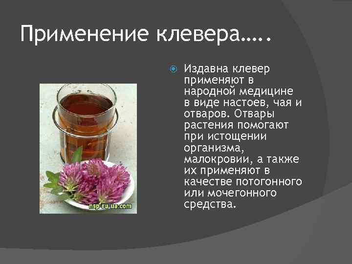 Виды клевера