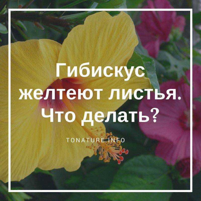 Гибискус сирийский – особенности ухода, описание растения и сортов. условия для цветения в саду, как размножить