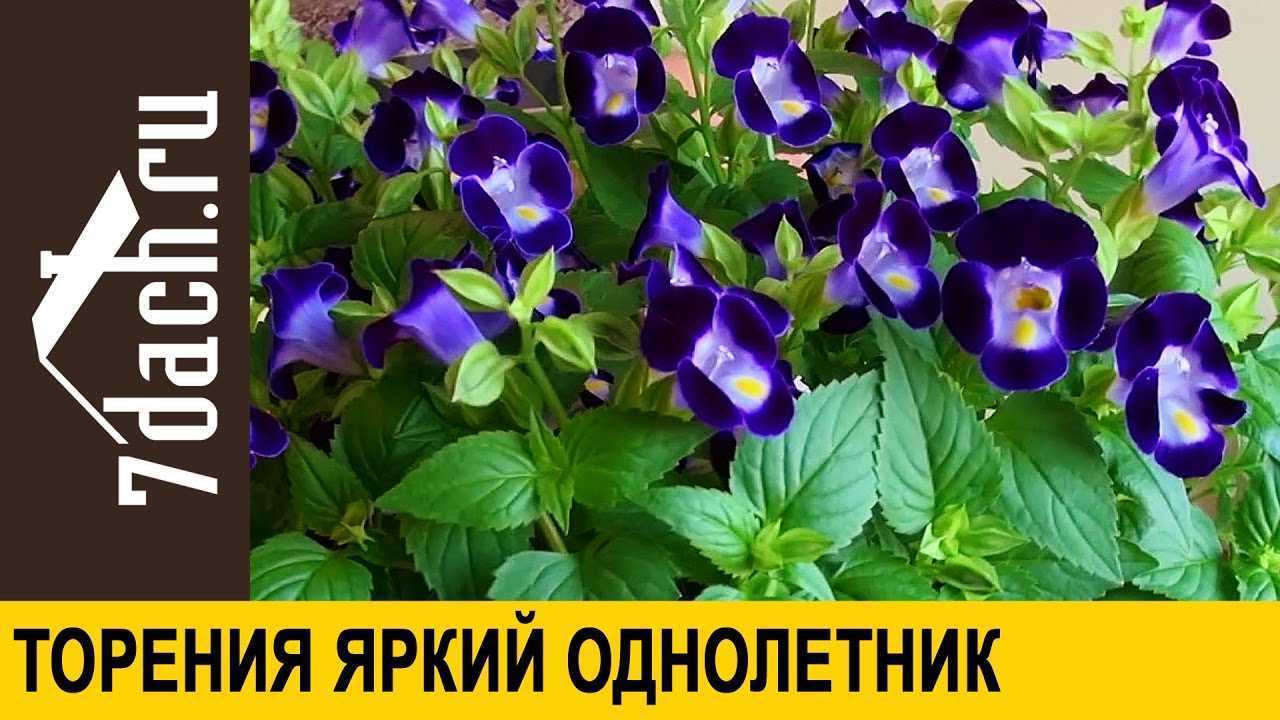 Торения комнатная: фото, виды и уход в домашних условиях
