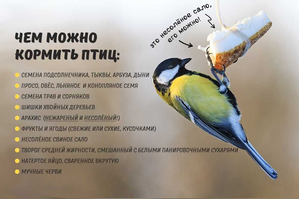 Чем можно и чем нельзя подкармливать птиц зимой
