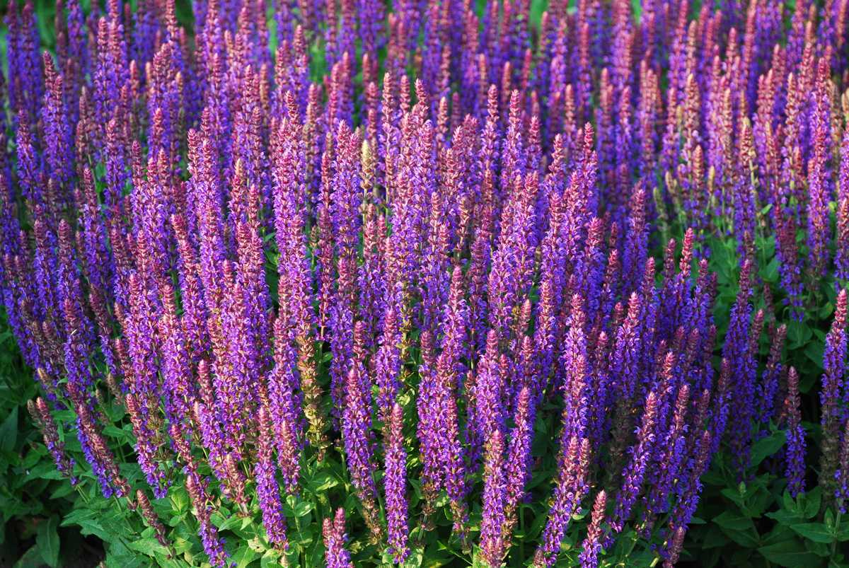 Шалфей сальвия salvia лечебные свойства и противопоказания виды применение листьев травы в медицине косметологии кулинарии инструкции настоя отвара