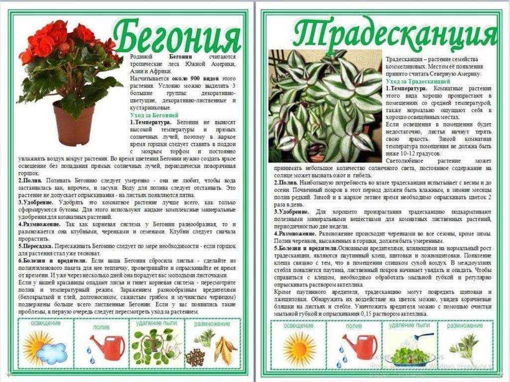 Как вырастить комнатную традесканцию