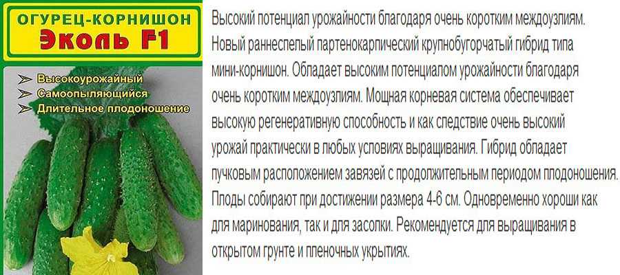Огурцы для открытого грунта – 15 лучших сортов и гибридов с описанием и фото по отзывам огородников и мнению профессионалов